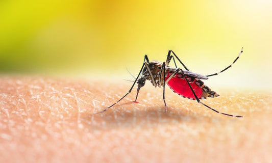 The Necessity of Insect Repellent In A Warming World: Balancing Protection and Health - LoveLand Productions